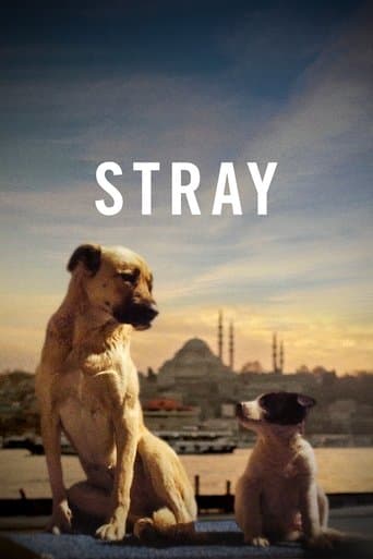 Movie poster for Stray