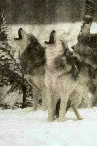 Movie poster for Wolf
