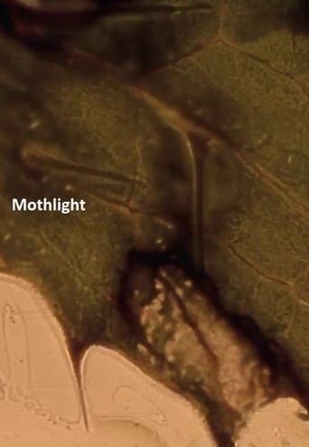 Movie poster for Mothlight