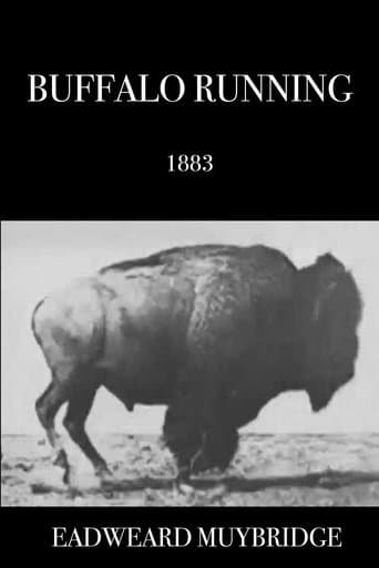 Movie poster for Buffalo Running