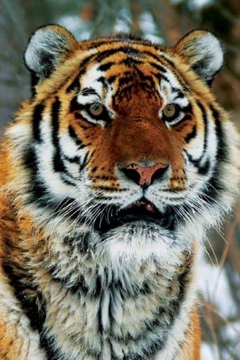 Movie poster for Operation Snow Tiger