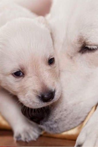 Movie poster for The Wonderful World of Puppies
