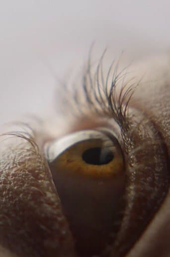 Movie poster for Eyelash