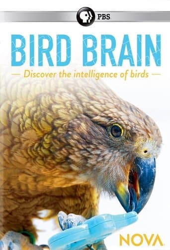 Movie poster for NOVA: Bird Brain