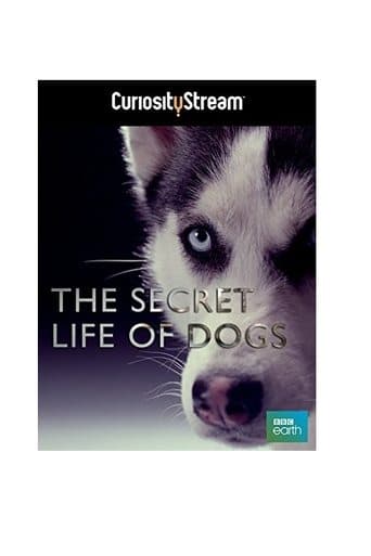 Movie poster for The Secret Life of Dogs