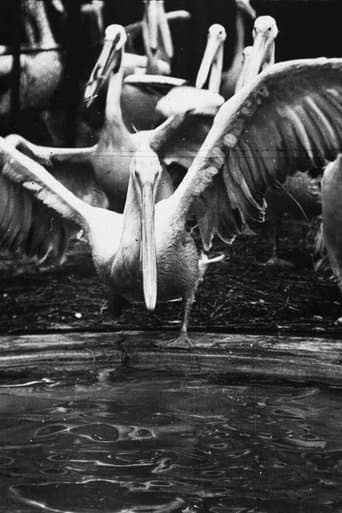 Movie poster for Pelicans at the Zoo
