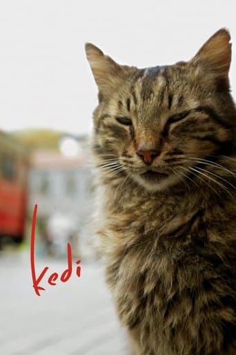 Movie poster for Kedi