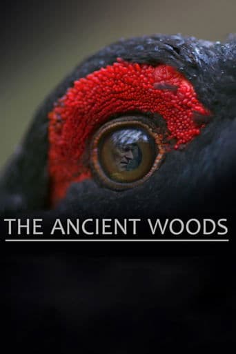 Movie poster for The Ancient Woods