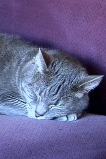 Movie poster for Nine Lives (The Eternal Moment of Now)