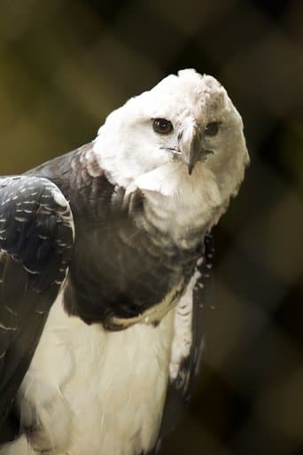 Movie poster for The Monkey-Eating Eagle of the Orinoco