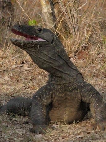 Movie poster for The Natural World--Komodo: The Deadly Bite