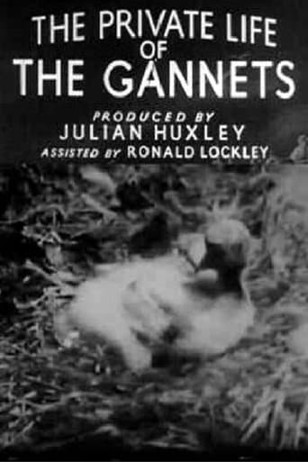 Movie poster for The Private Life of the Gannets