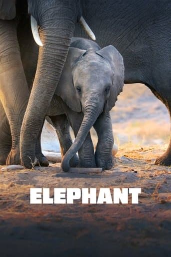 Movie poster for Elephant